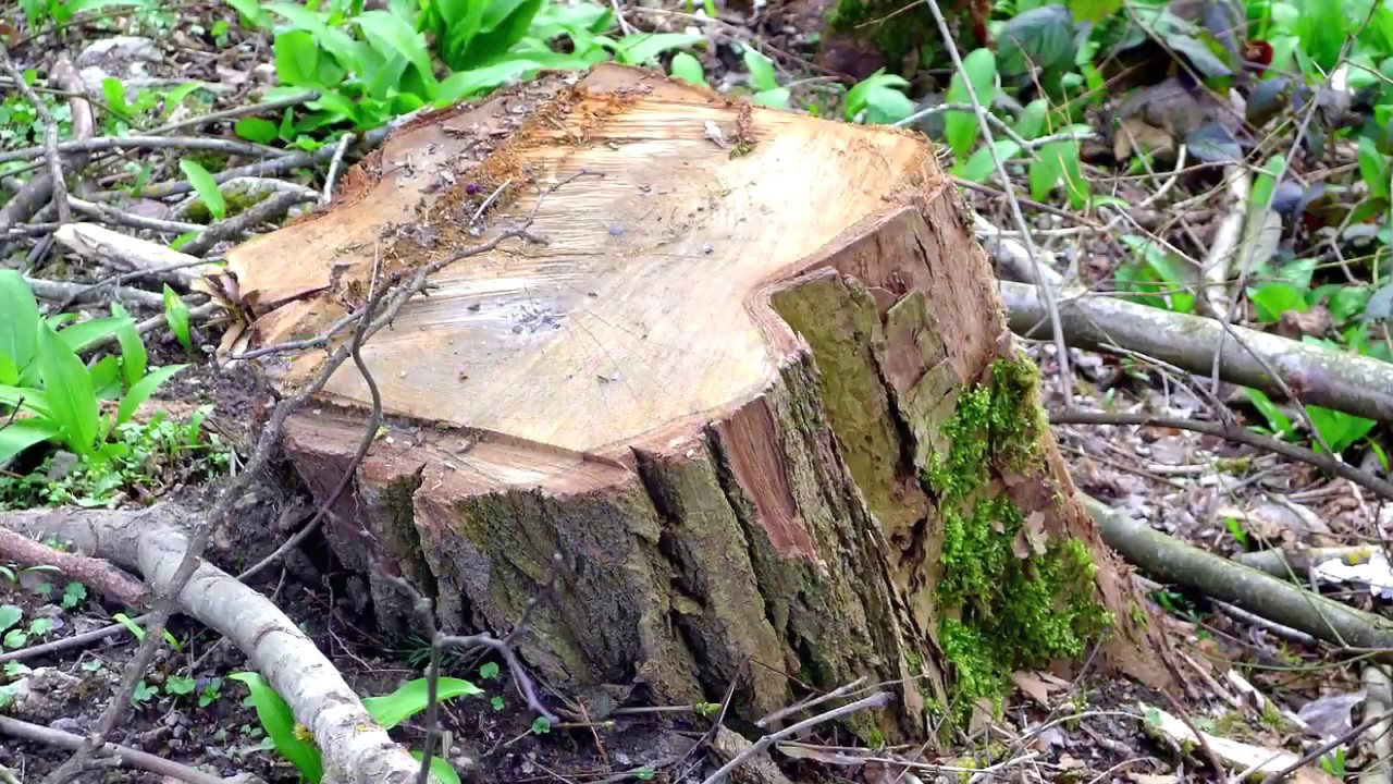Jak pozbyć się pnia po ściętym drzewie Fenomenalny sposób!