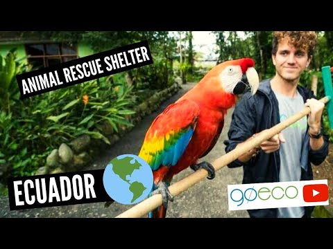 GoEco VOLUNTEER Trip Vlog - RESCUING Ecuador's wildlife in the Amazon rainforest