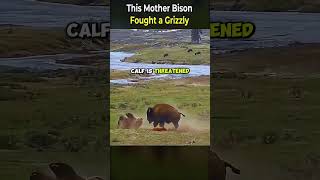 This Mother Bison Fought a Grizzly