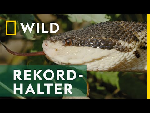 Das ist die längste Giftschlange der Welt | Reich der Schlangen