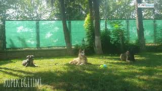 Pet Okulu İstanbul Köpek Eğitimi ve Köpek Oteli!