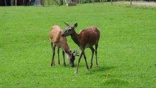preview picture of video 'Forestia - Parc animalier de La Reid'
