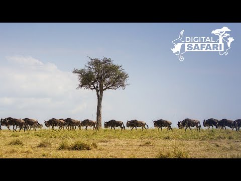 Live: What are the Big Five game animals?