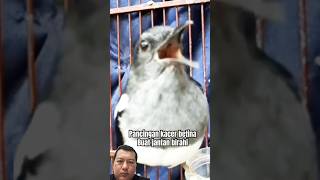 Download lagu Pancingan suara kacer betina buat kacer jantan birahi #kacerfighter #kicaumanianusantara mp3