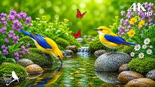Bird Sounds with Relaxing Piano Music 🐦 Nature Ambience for Meditation, Sleep & Stress Relief