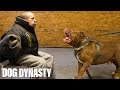 Getting Smashed By Hulk - The World's Biggest Pitbull | DOG DYNASTY