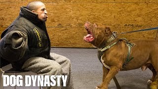 Getting Smashed By Hulk - The World&#39;s Biggest Pitbull | DOG DYNASTY