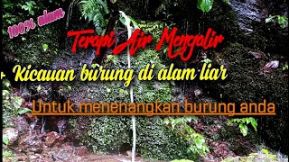 Download lagu Terapi air mengalir   suara burung di alam liar || Cocok untuk terapi semua burung kicau mp3