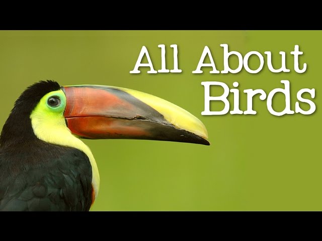 Video pronuncia di bird in Inglese