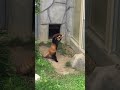Red Panda Stands up After Being Scared by Rock ❤️❤️❤️ #shorts