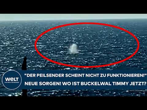 Video Thumbnail: NORDSEE: "Der Peilsender scheint nicht zu funktionieren!" Neue Sorgen! Wo ist Buckelwal Timmy?