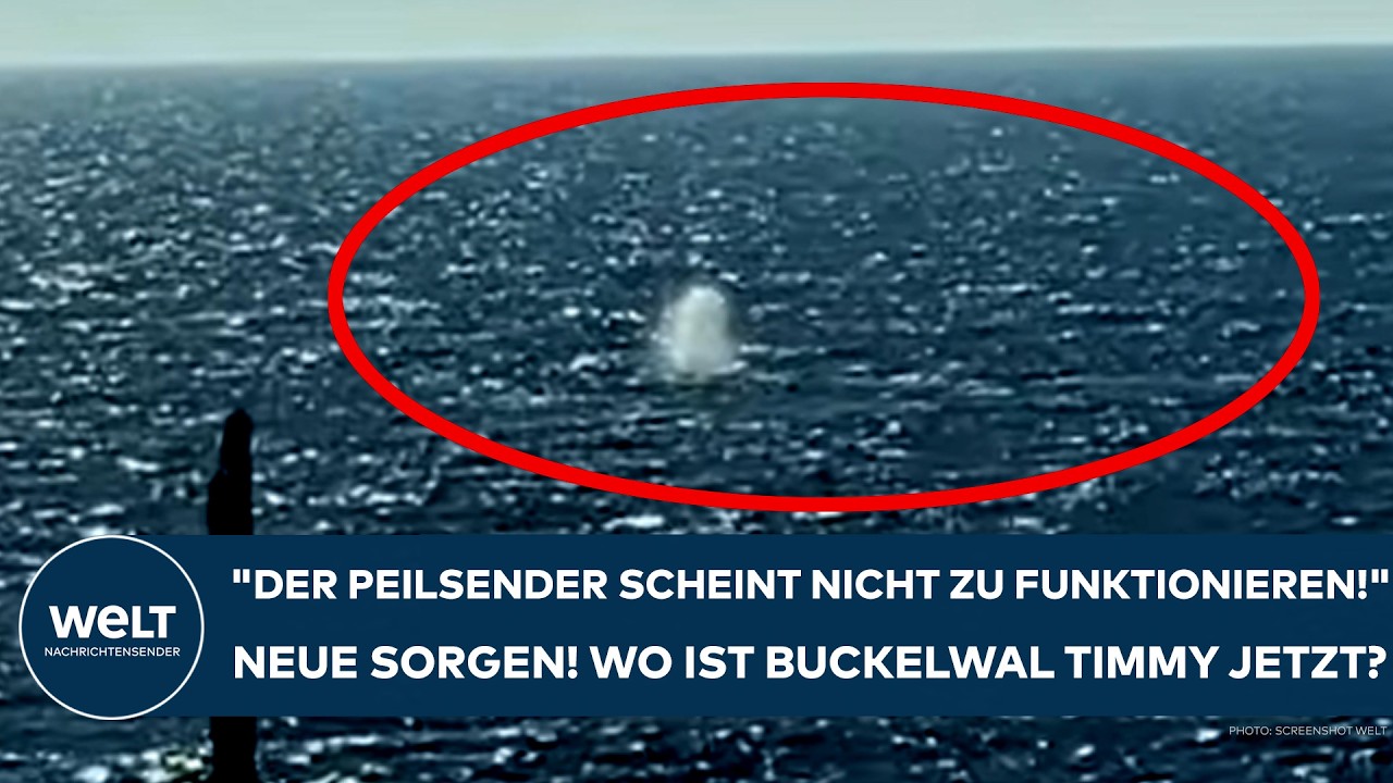 NORDSEE: "Der Peilsender scheint nicht zu funktionieren!" Neue Sorgen! Wo ist Buckelwal Timmy?
