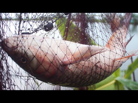 Cast Net Fishing | Most Satisfying Net Fishing | Lot of Fish Caught by Cast Net
