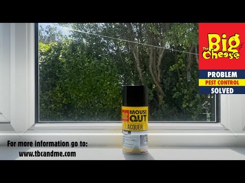 The Big Cheese Mouse Out - 300ml STV403 Lacquer