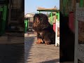 Chinese Mastiff Dog