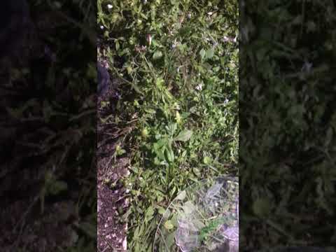 Piranha acid eats hair breaks vase