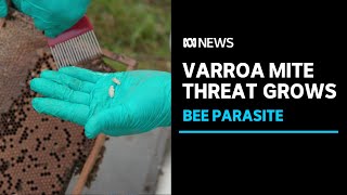 Threat of varroa mite spreads to the NSW Central Coast | ABC News