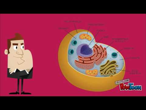 Эрүүл хүн- Christina Noble Children Foundation Mongolia -Anujin.B (Health care education)