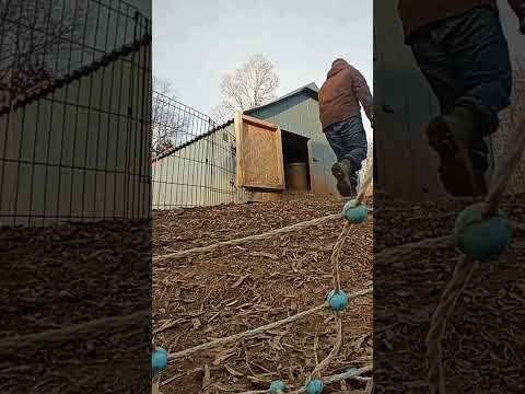 NY Farm Life: Goose Chase Adventures (Week 2)