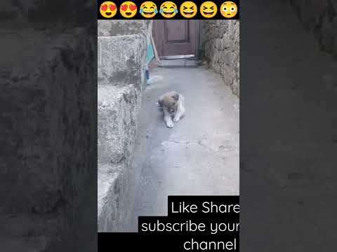 #amazing😍#cute #dog #cat #2022#funny#video #viral #shorts#funnyshorts#like #subscribe #comment #lov
