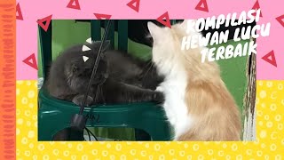 Download lagu Ketahuan Emak gara2 ngintip cewek mandi🐈⬛#shorts #cat #shortvideo #funny mp3 Download lagu Ketahuan Emak gara2 ngintip cewek mandi🐈⬛#shorts #cat #shortvideo #funny mp3