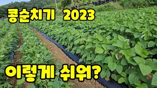 콩순치는 시기 방법 두가지 적심기 예초기 [콩재배방법]