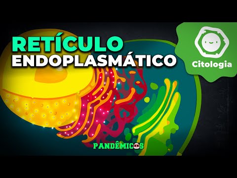 Endoplasmic reticulum