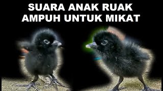 Download lagu Paddy birds #Paddy birds #Paddyfieldbirdssound #Paddyfieldbirds #soundbirds mp3 Download lagu Paddy birds #Paddy birds #Paddyfieldbirdssound #Paddyfieldbirds #soundbirds mp3