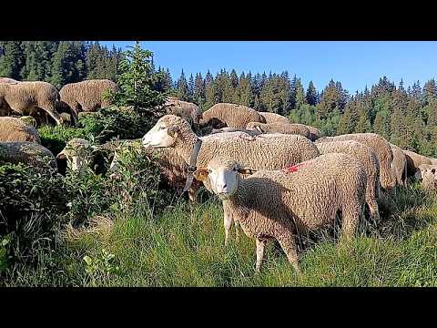 Video Thumbnail: Transhumance tradition returns to French Alps