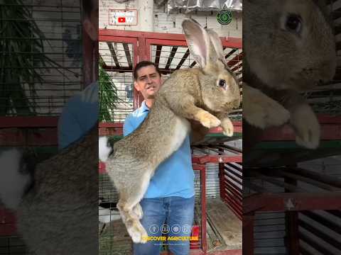 Biggest Rabbit I've ever seen 😱🐰