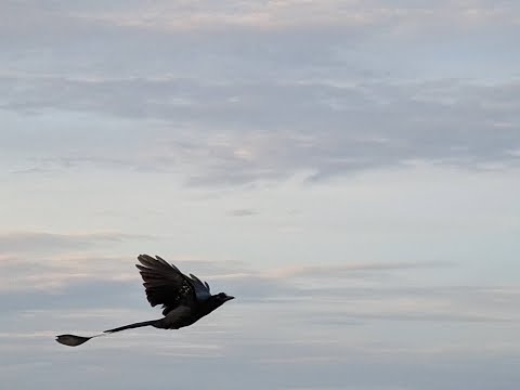 "Kalinda of the Flowers"