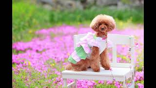 可愛くモデルさん出来ました💘#シニア犬との暮らし＃シニア犬多頭飼い#トイプードル多頭飼い#ソレちゃんとテールちゃん ＃可愛いシニア犬