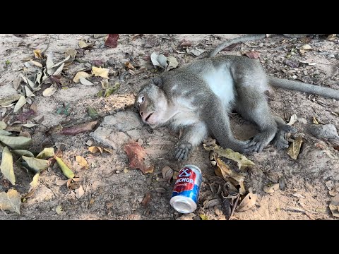 Funny monkey's react drunk and can't move