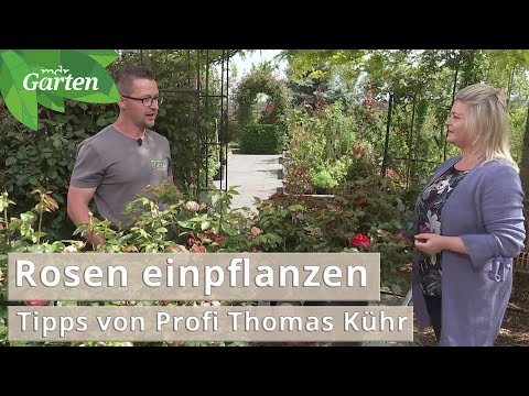 Rosen einpflanzen: Tipps vom Profi für einen guten Start | MDR