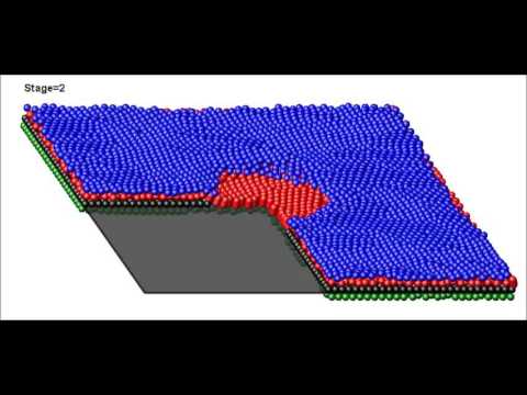 9 Danio rerio The zebrafish  Skin regeneration