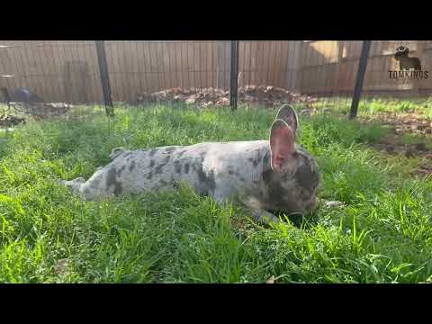 Video 1