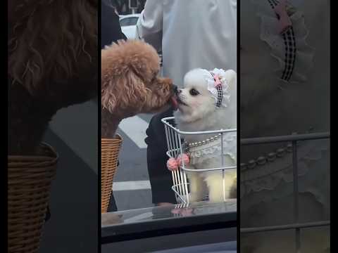 Dogs Kissing❤️