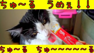 名前を呼んでも反応しないのに『ちゅーる』というと反応する猫