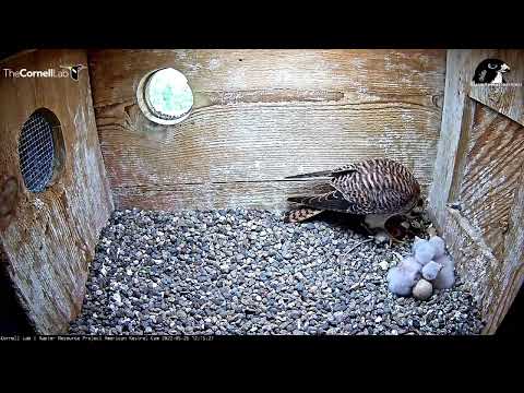 Wisconsin Kestrel Cam 25.05.2022 12:09