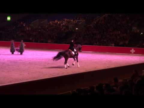 Lord Sinclair III - Top Hengste 2016 -  Pferd Bodensee