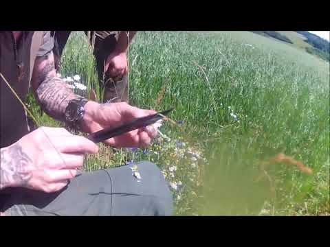 Systemoutbreak - #Wildpflanzen Echte Kamille  Outdoor Survival Bushcraft Waldläufer Hessen Germany