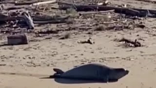 La foca monaca avvistata a Ravenna: «In Italia 55 esemplari vicini alle coste»