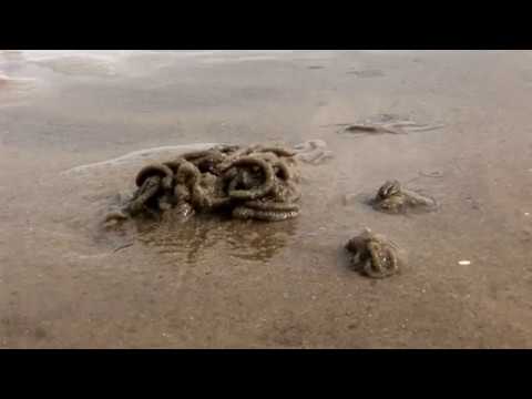 Bioturbation, Forschen im Watt