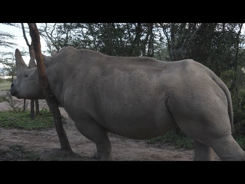 キタシロサイ:ナジンが引退