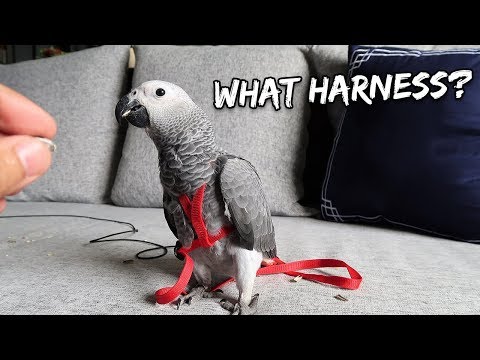 download lagu mp3 mp4 Feather Tether Review, download mp3 Feather Tether Review free download mp3, download mp3 Feather Tether Review