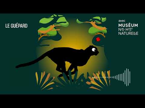 Le guépard : le sprinteur pacifique