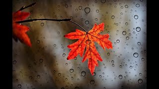 L'UNIVERS DE BRESLEV