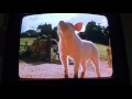 Opening To Dr Seuss Green Eggs And Ham And Other Favorites 2003 VHS