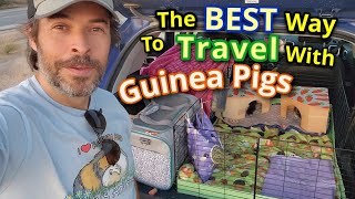 The Best Way To Travel With Guinea Pigs - Driving On The Road