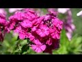 С ДНЕМ РОЖДЕНИЯ ! ЦВЕТЫ И КРАСИВАЯ МУЗЫКА 